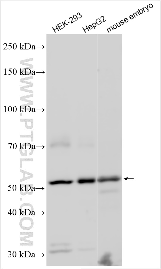 WB analysis using 25399-1-AP