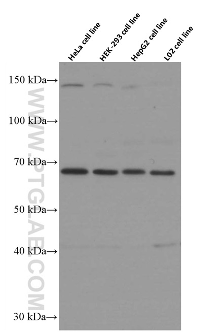 WB analysis using 66457-1-Ig (same clone as 66457-1-PBS)