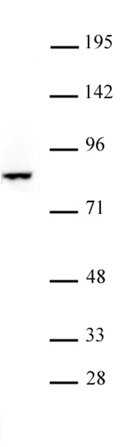 FOXO3 antibody (pAb) tested by Western blot. Jurkat cytosolic cell extract (20 ug) probed with FOXO3 antibody at a dilution of 1:500.