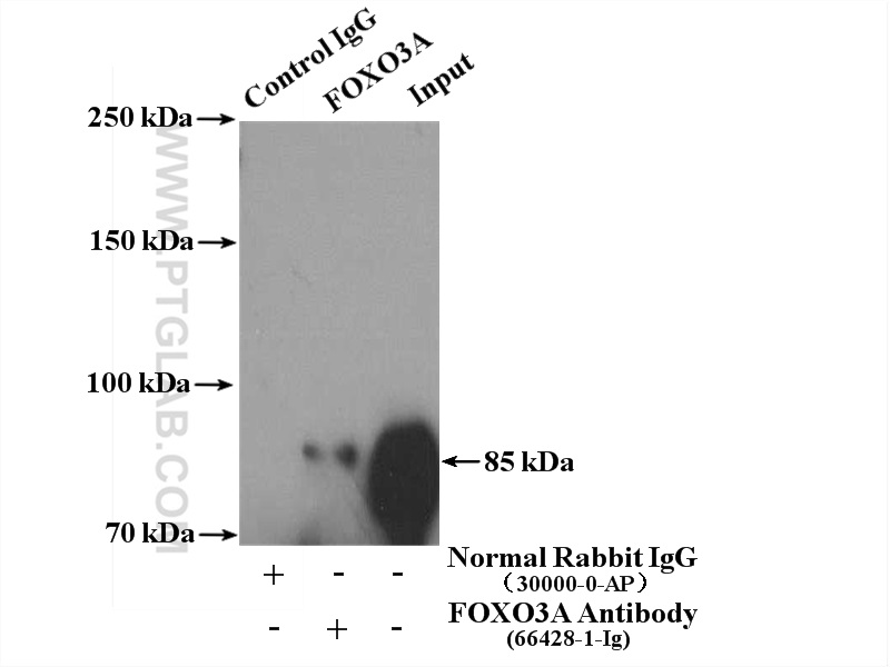 IP experiment of HEK-293 using 66428-1-Ig