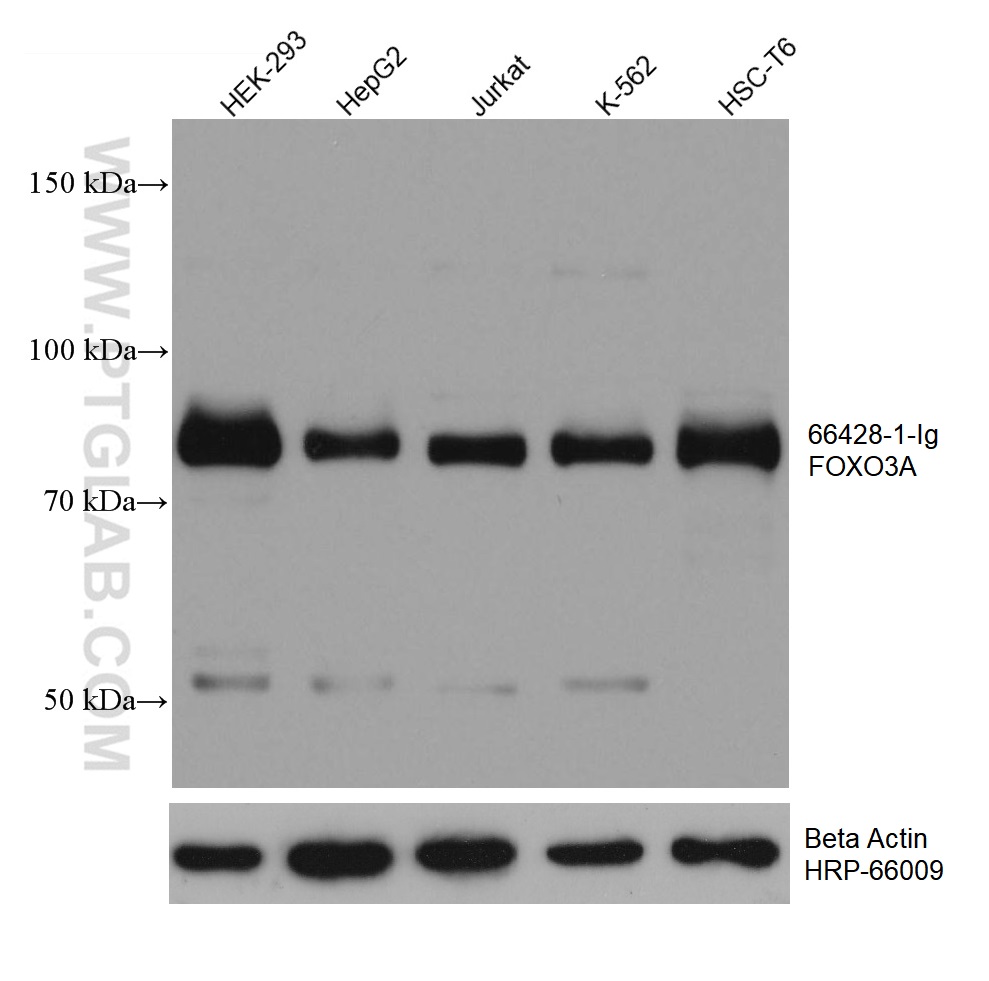 WB analysis using 66428-1-Ig