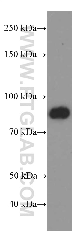 FOXO3A Monoclonal antibody