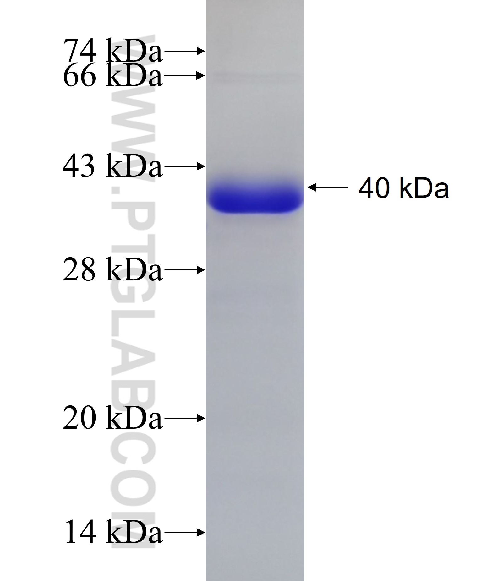 FOXO3A fusion protein Ag19543 SDS-PAGE