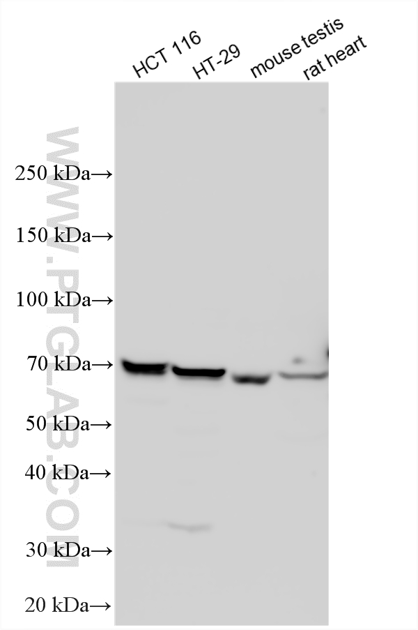 WB analysis using 21535-1-AP