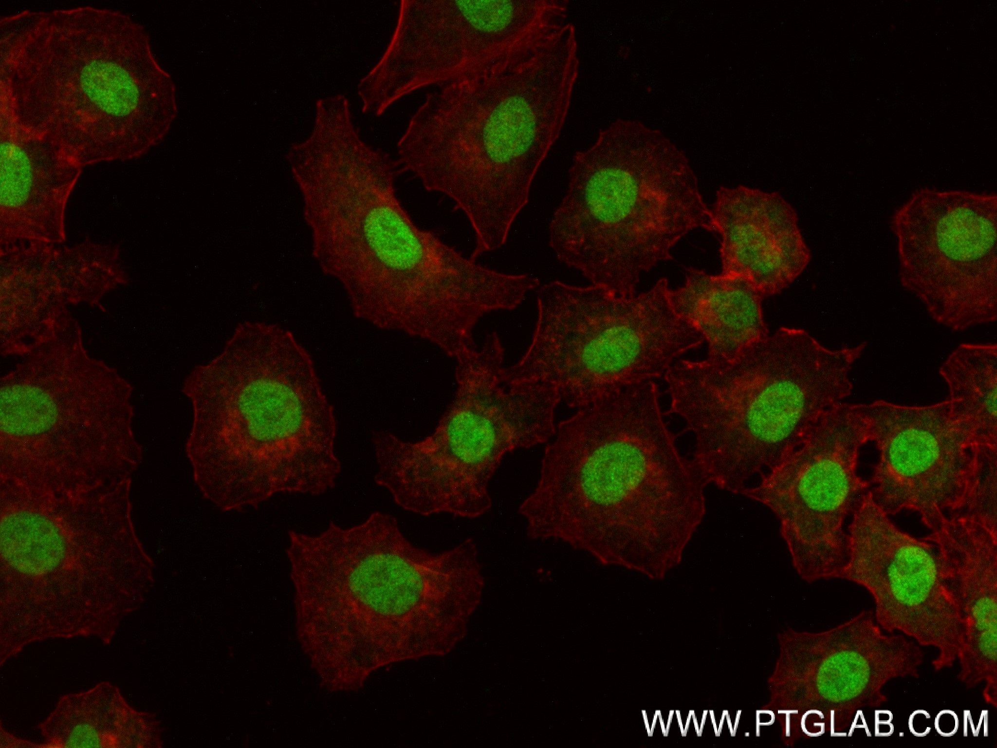 IF Staining of A549 using 83926-1-RR