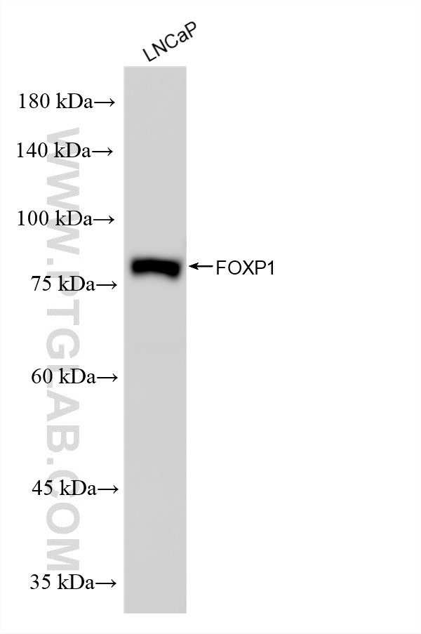 WB analysis using 86937-1-RR (same clone as 86937-1-PBS)