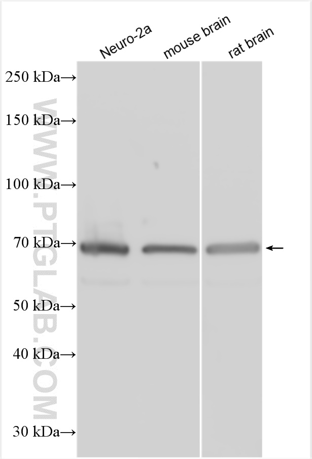 WB analysis using 20529-1-AP