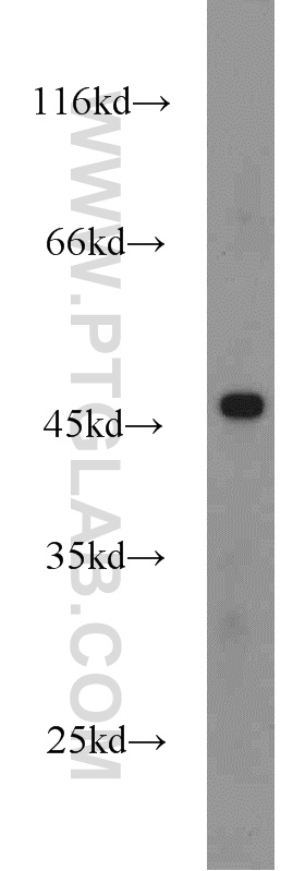 WB analysis of HEK-293 using 22173-1-AP