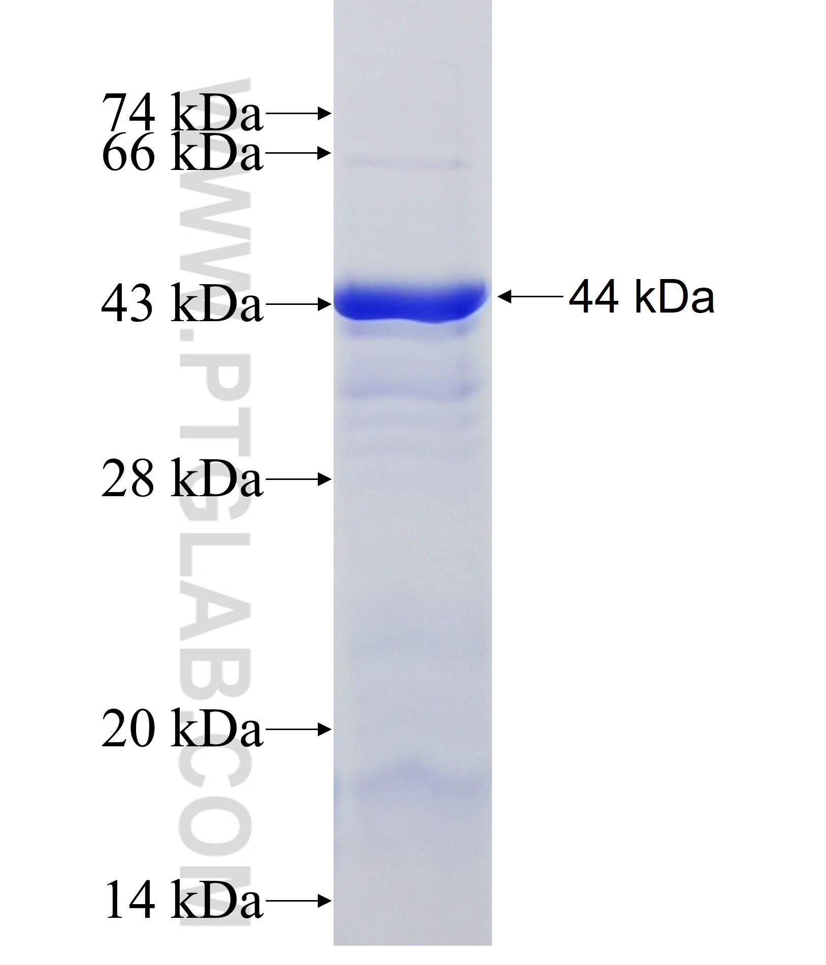 FPGS fusion protein Ag36736 SDS-PAGE FPGS fusion protein Ag36736 SDS-PAGE