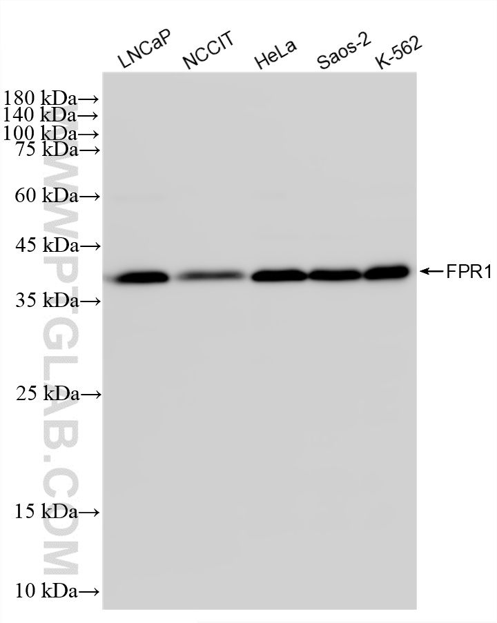 Various lysates were subjected to SDS PAGE followed by western blot with 87473-1-RR (FPR1 antibody) at dilution of 1:2000 incubated at room temperature for 1.5 hours. WB analysis using 87473-1-RR