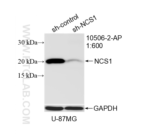 WB result of NCS1 antibody (10506-2-AP; 1:600; incubated at room temperature for 1.5 hours) with sh-Control and sh-NCS1 transfected U-87 MG cells. WB analysis of U-87 MG using 10506-2-AP