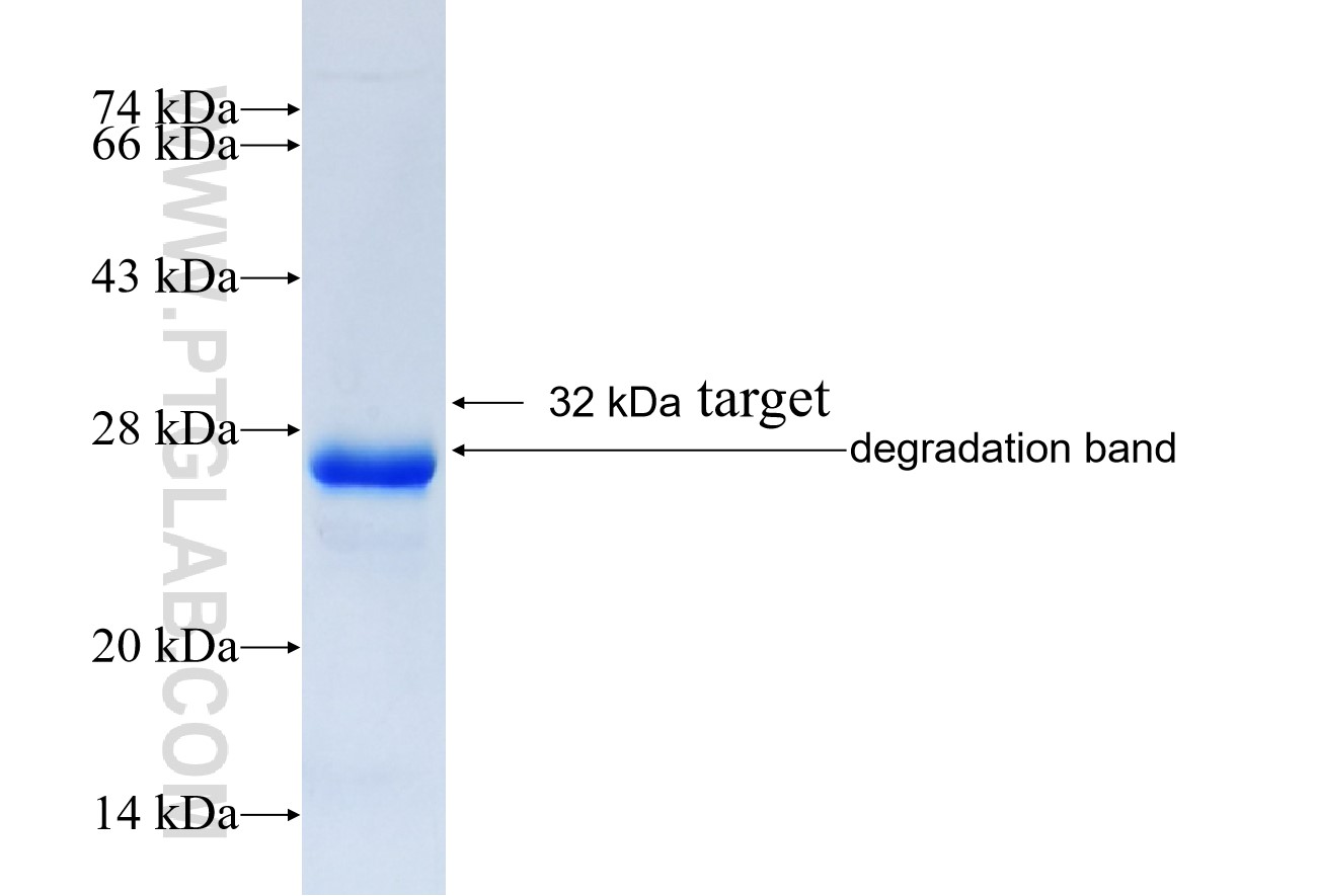 FREQ fusion protein Ag24153 SDS-PAGE