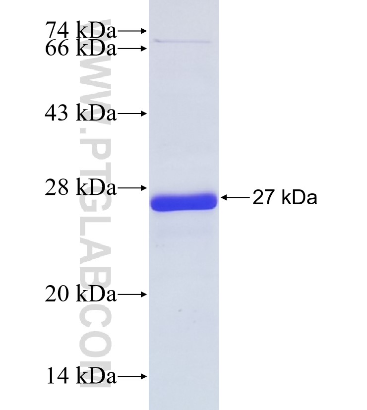 FRMPD3 fusion protein Ag36254 SDS-PAGE