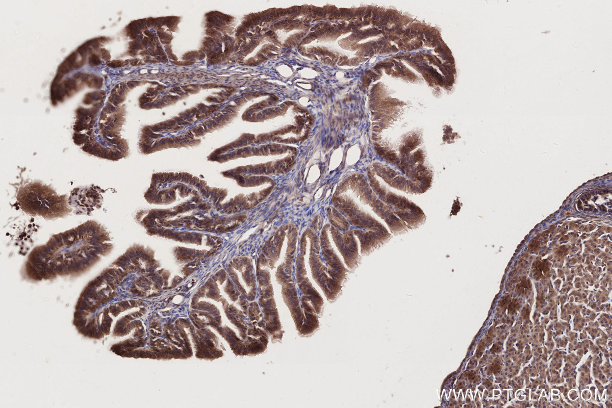 IHC staining of rat ovary using 11503-1-AP