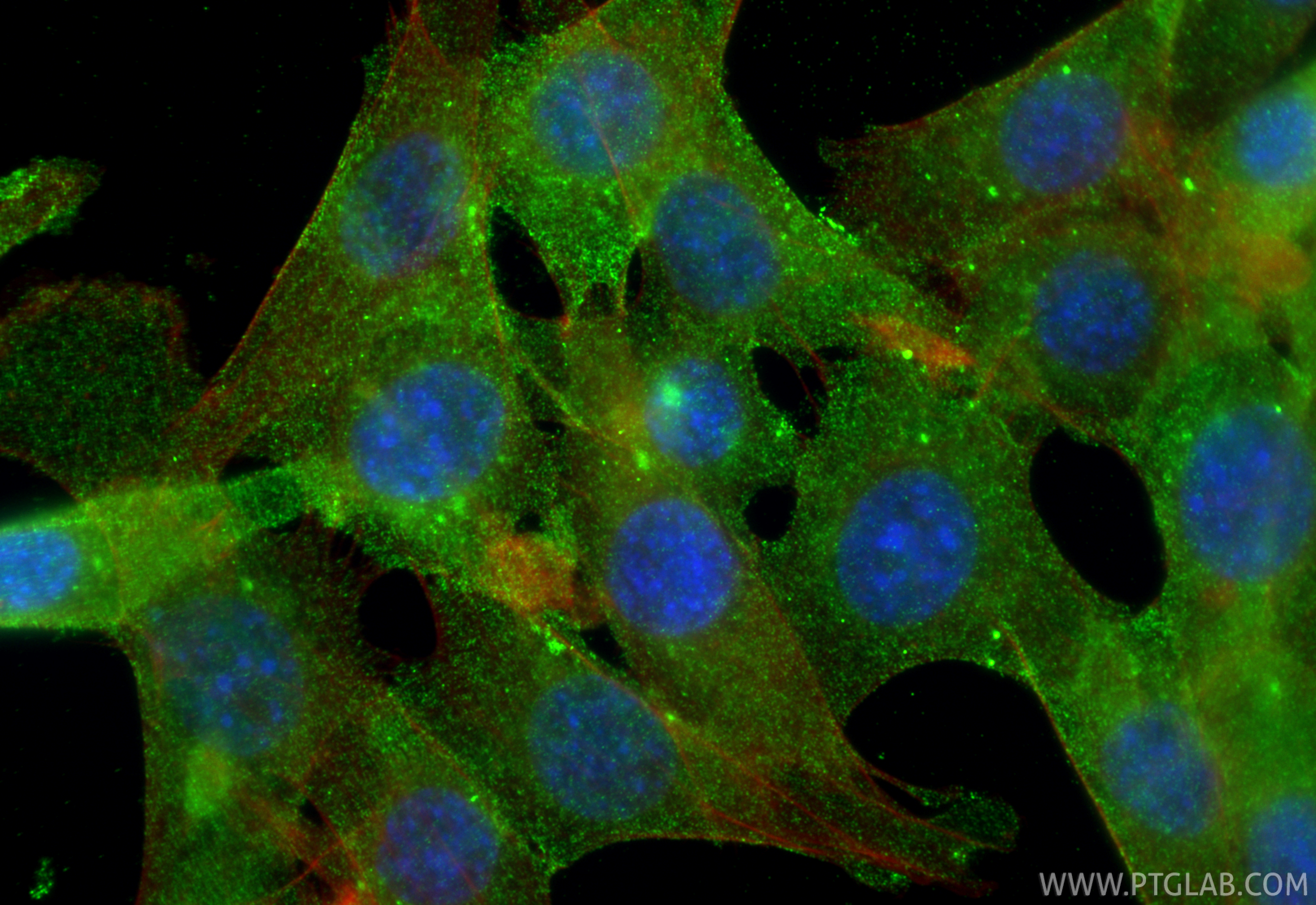 Immunofluorescent analysis of (4% PFA) fixed NIH/3T3 cells using FRS2 antibody (66263-1-Ig, Clone: 4E10H12 ) at dilution of 1:400 and CoraLite®488-Conjugated Goat Anti-Mouse IgG(H+L) (<a class='green' href='/productredirect?CatalogNo=SA00013-1' target='_blank'>SA00013-1</a>), CL594-Phalloidin (red). IF Staining of NIH/3T3 using 66263-1-Ig