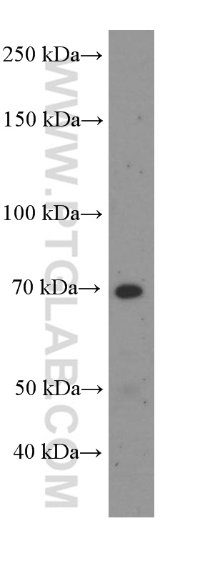 FRS2 Monoclonal antibody