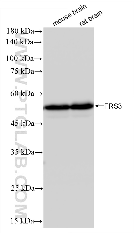 WB analysis using 87810-1-RR (same clone as 87810-1-PBS) WB analysis using 87810-1-RR (same clone as 87810-1-PBS)