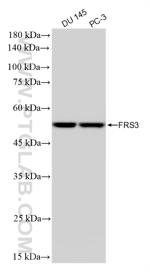 WB analysis using 87810-1-RR (same clone as 87810-1-PBS) WB analysis using 87810-1-RR (same clone as 87810-1-PBS)