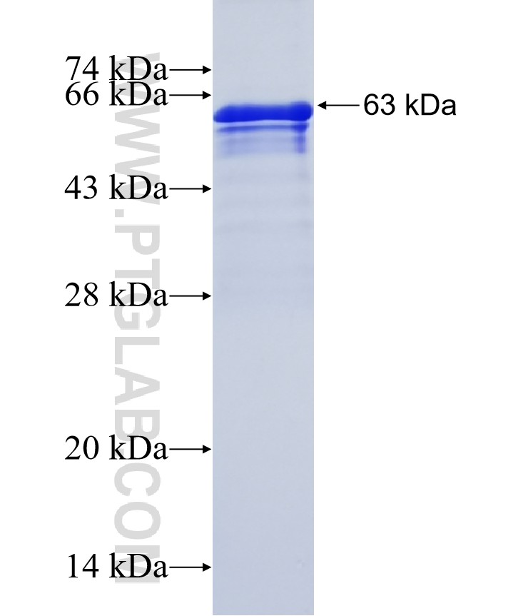 FRS3 fusion protein Ag2896 SDS-PAGE