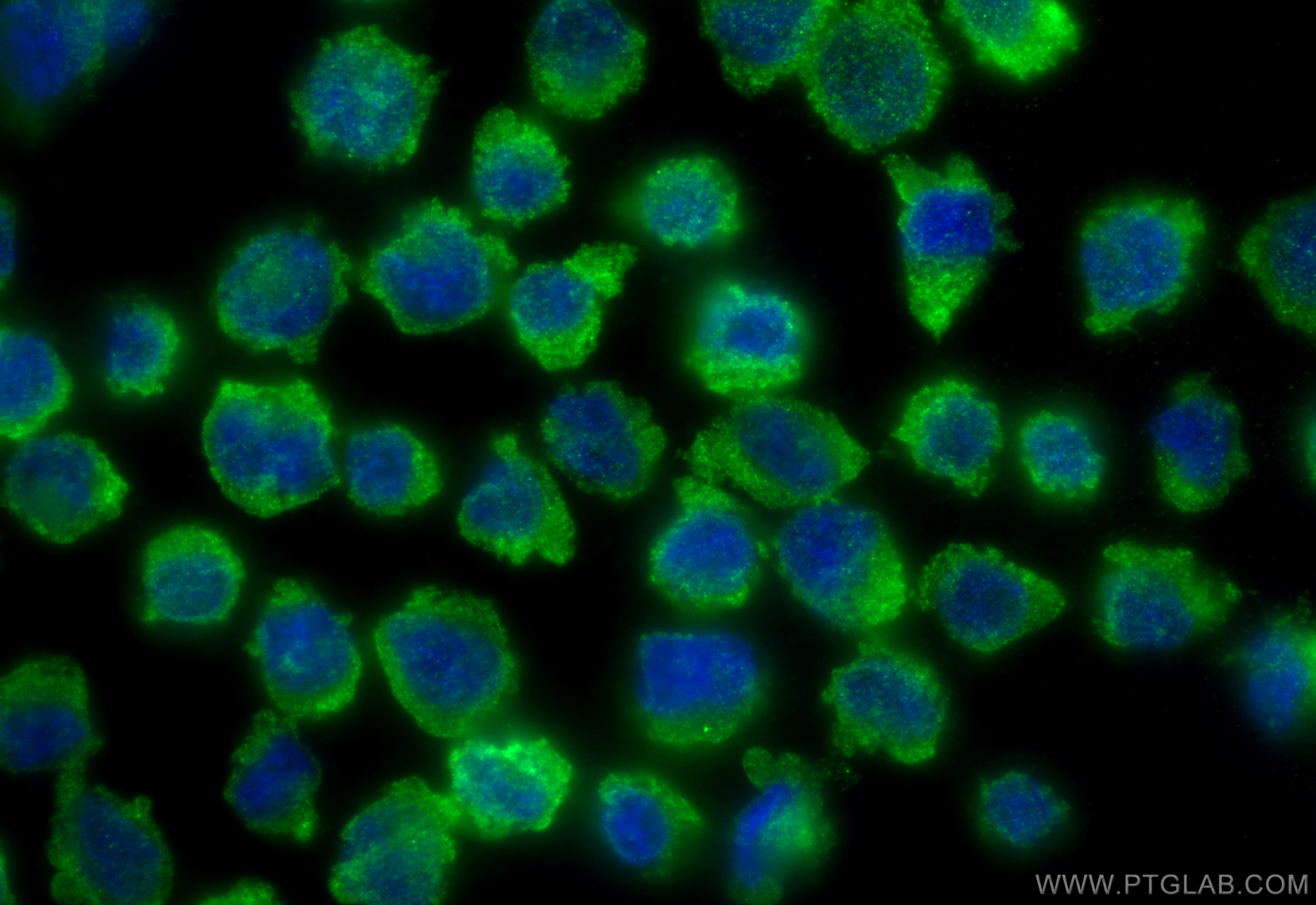 IF Staining of THP-1 using 32075-1-AP