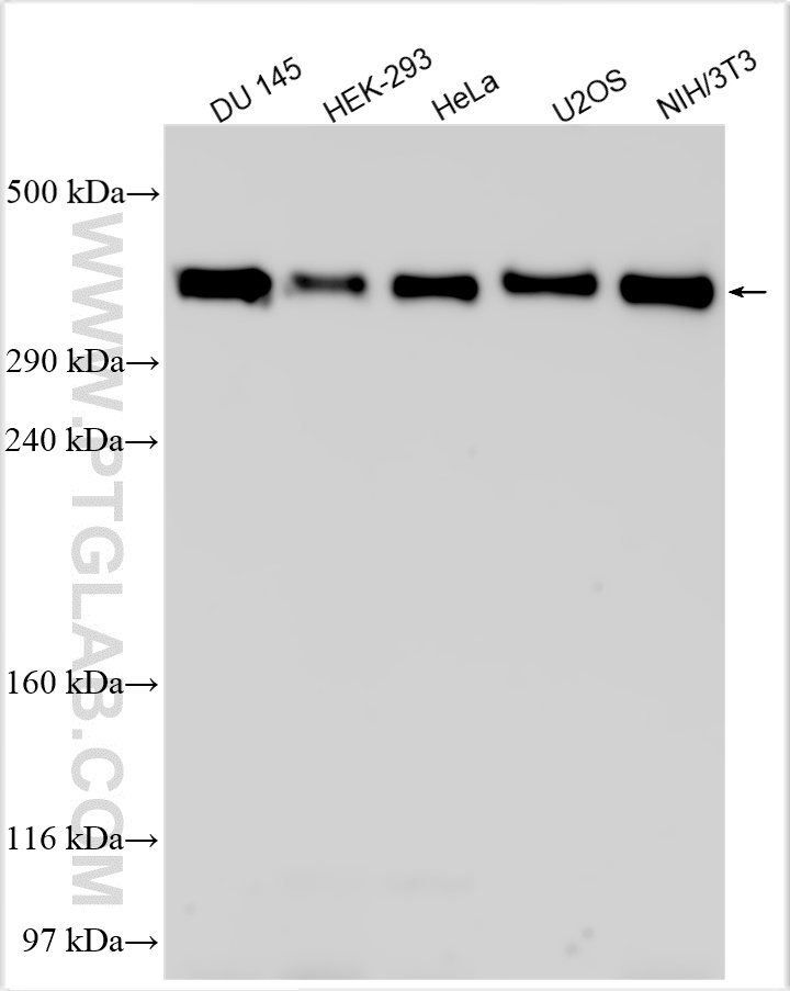WB analysis using 24085-1-AP