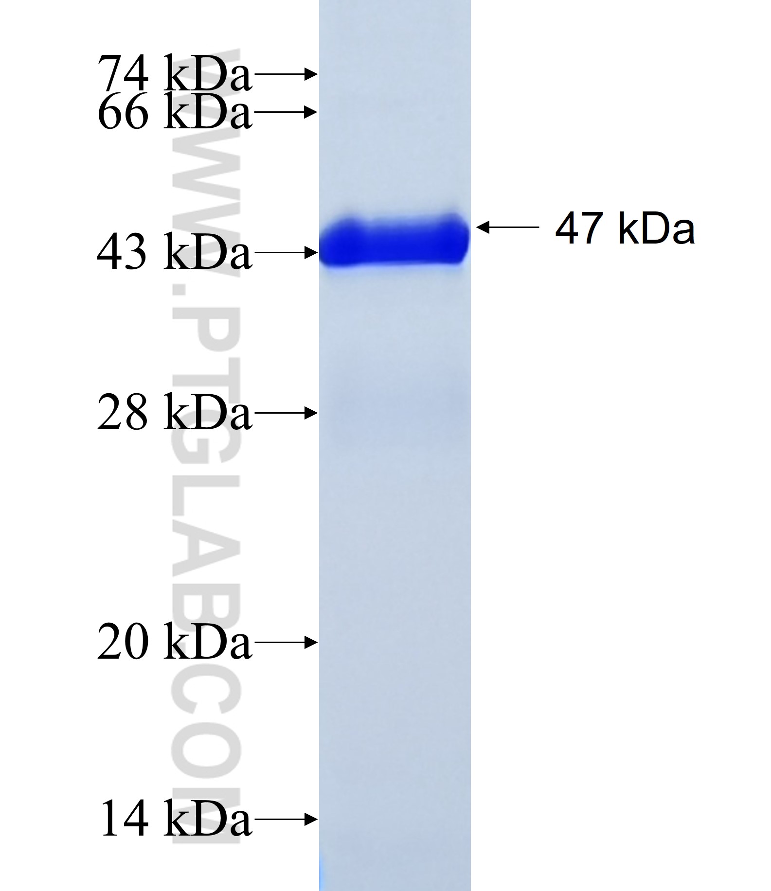 FRZB fusion protein Ag28141 SDS-PAGE
