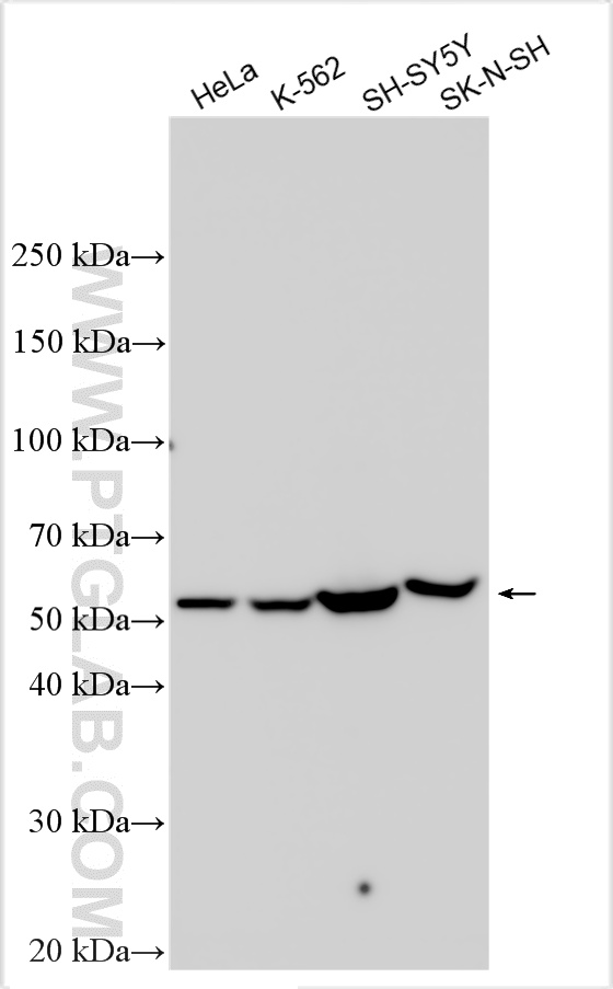 WB analysis using 14384-1-AP