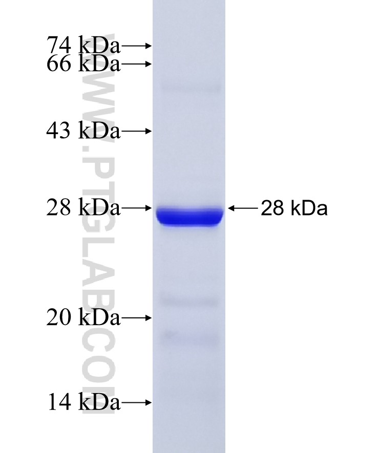 Fascin fusion protein Ag6074 SDS-PAGE