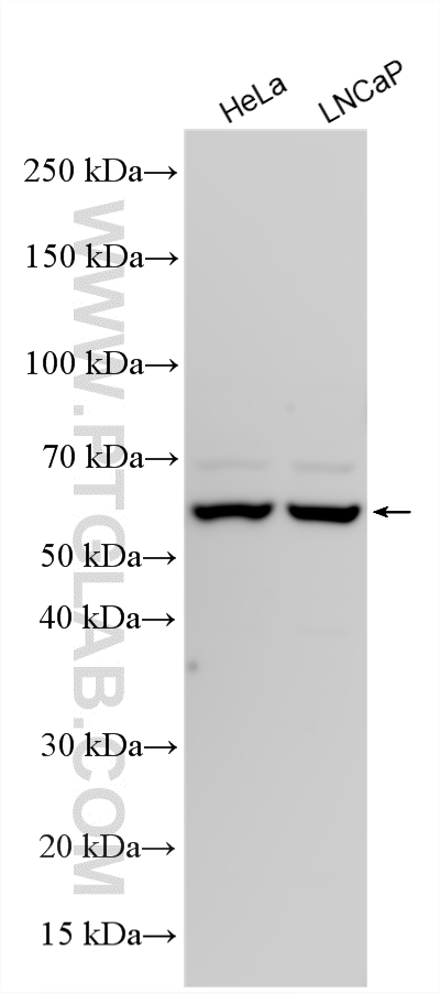 WB analysis using 13536-1-AP