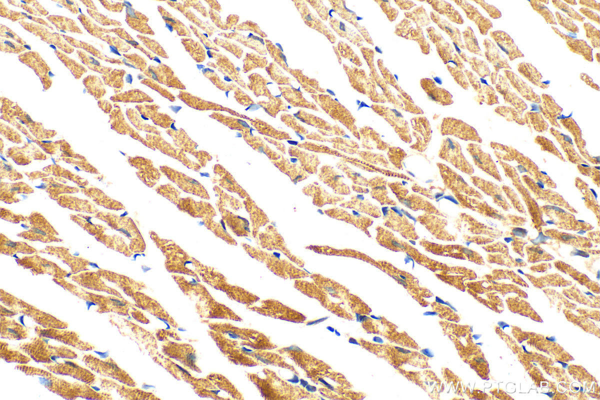 IHC staining of mouse heart using 25609-1-AP