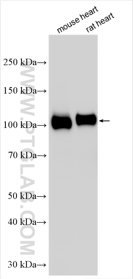 WB analysis using 25609-1-AP