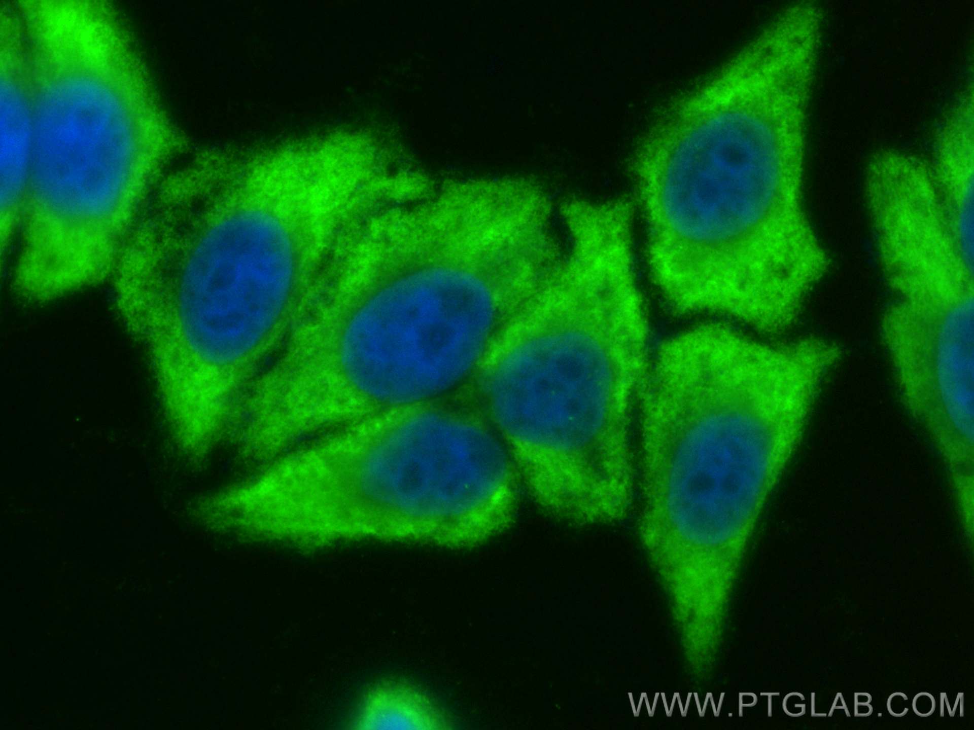 IF Staining of HepG2 using CL488-67131