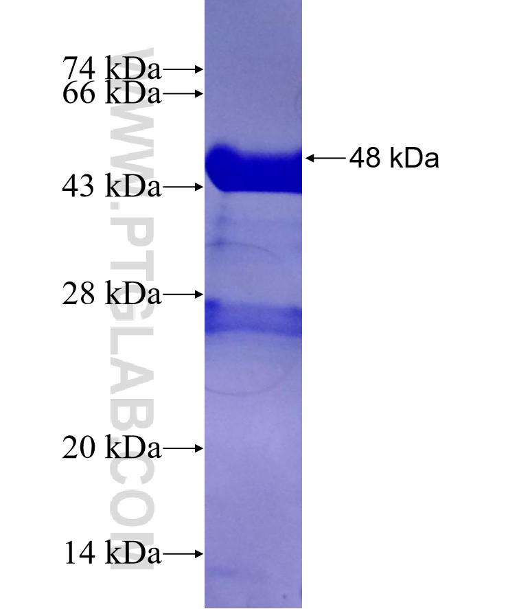 FSTL1 fusion protein Ag27095 SDS-PAGE FSTL1 fusion protein Ag27095 SDS-PAGE