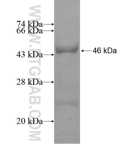 FSTL5 fusion protein Ag11347 SDS-PAGE FSTL5 fusion protein Ag11347 SDS-PAGE