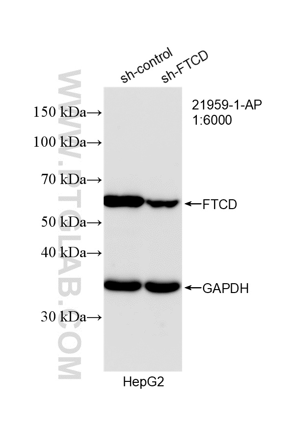 WB analysis of HepG2 using 21959-1-AP WB analysis of HepG2 using 21959-1-AP