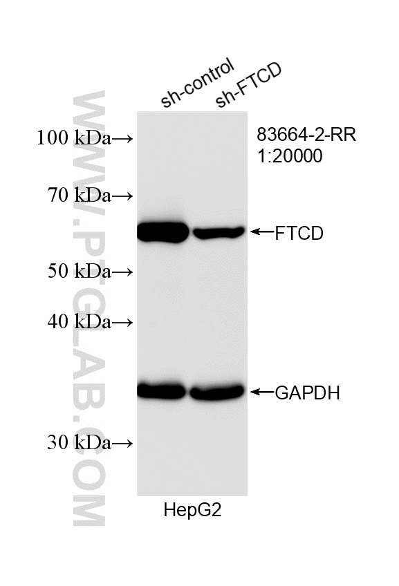 WB analysis of HepG2 using 83664-2-RR WB analysis of HepG2 using 83664-2-RR