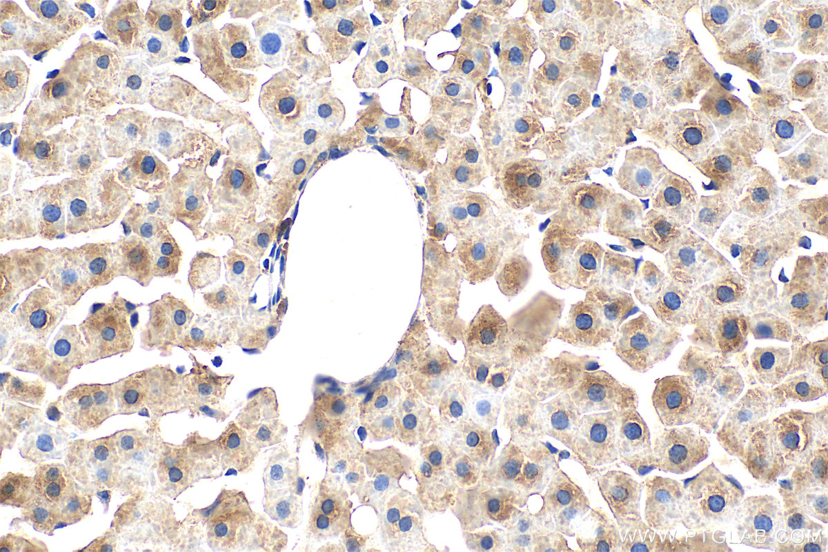 IHC staining of rat liver using 60875-5-Ig (same clone as 60875-5-PBS)