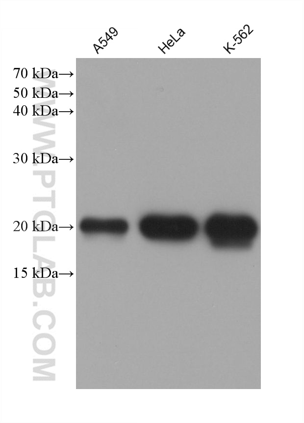 WB analysis using 60875-5-Ig