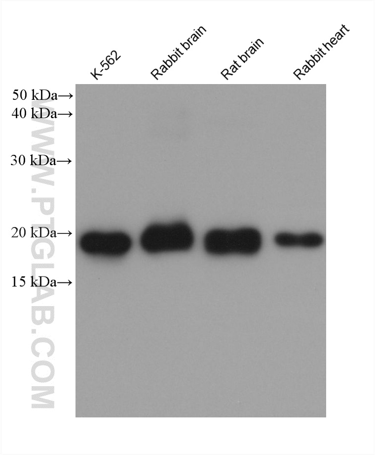 Various lysates were subjected to SDS PAGE followed by western blot with 60875-5-Ig (Ferritin heavy chain antibody) at dilution of 1:10000 incubated at room temperature for 1.5 hours. WB analysis using 60875-5-Ig