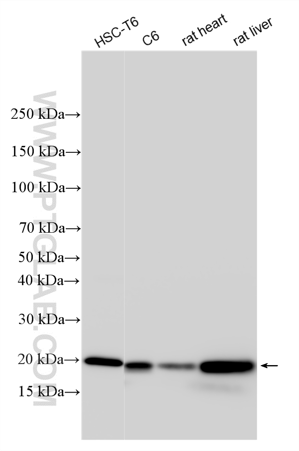 WB analysis using 60875-5-Ig WB analysis using 60875-5-Ig
