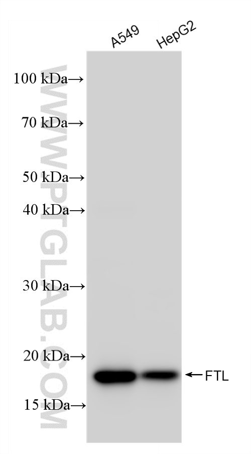 WB analysis using 81166-3-RR