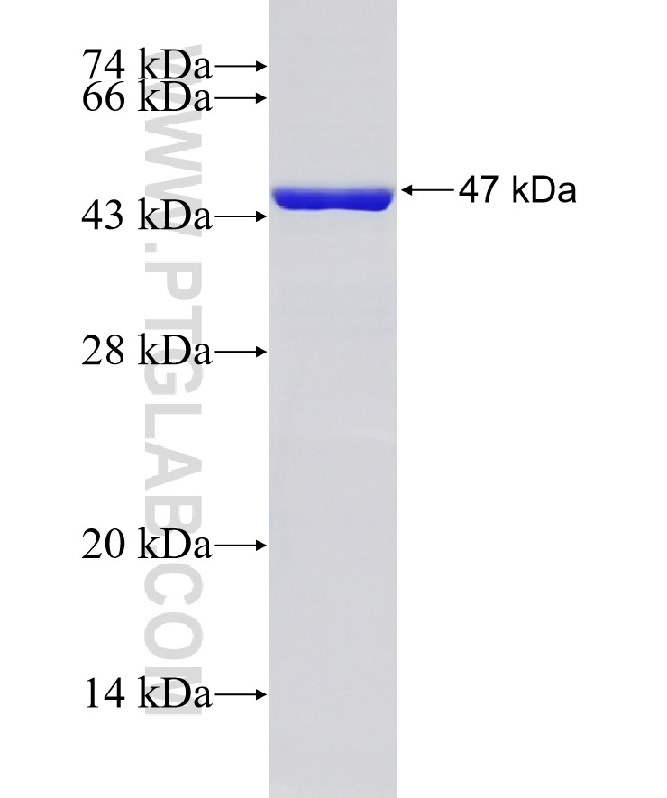 FTL fusion protein Ag7978 SDS-PAGE