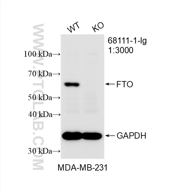 WB analysis of MDA-MB-231 using 68111-1-Ig