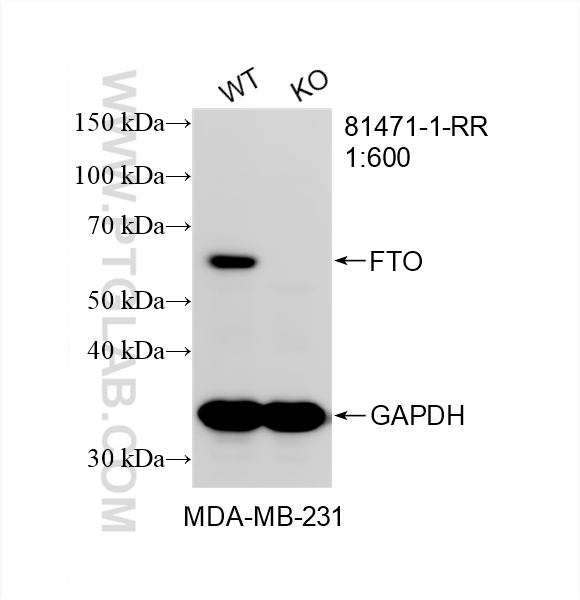WB analysis of MDA-MB-231 using 81471-1-RR
