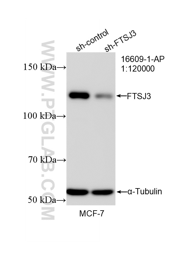 WB result of FTSJ3 antibody (16609-1-AP; 1:120000; incubated at room temperature for 1.5 hours) with sh-Control and sh-FTSJ3 transfected MCF-7 cells. WB analysis of MCF-7 using 16609-1-AP