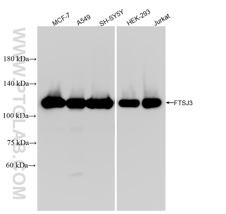 WB analysis using 84311-6-RR (same clone as 84311-6-PBS)