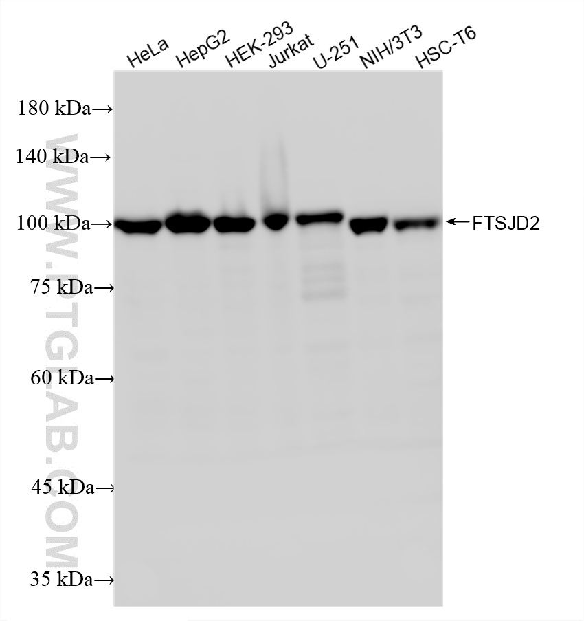 WB analysis using 87843-1-RR (same clone as 87843-1-PBS)