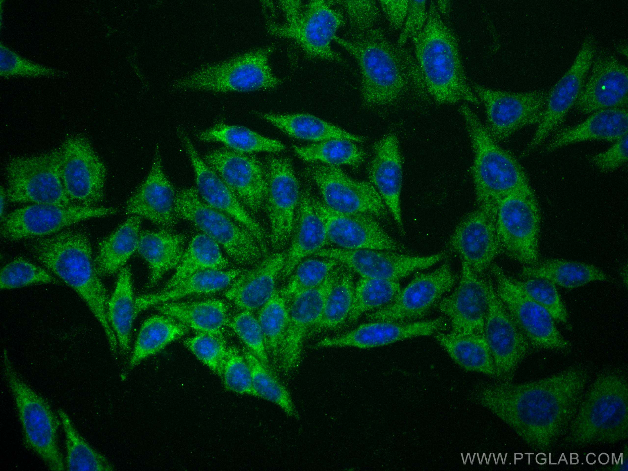 IF Staining of HepG2 using 67251-1-Ig
