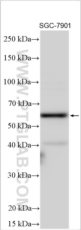 WB analysis using 30080-1-AP