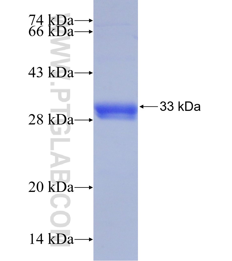 FUNDC1 fusion protein Ag29358 SDS-PAGE